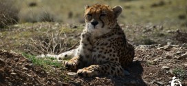 یوز ایرانی در خطر / تنها دو یوزپلنگ ماده در پایش های اخیر ثبت شده است!